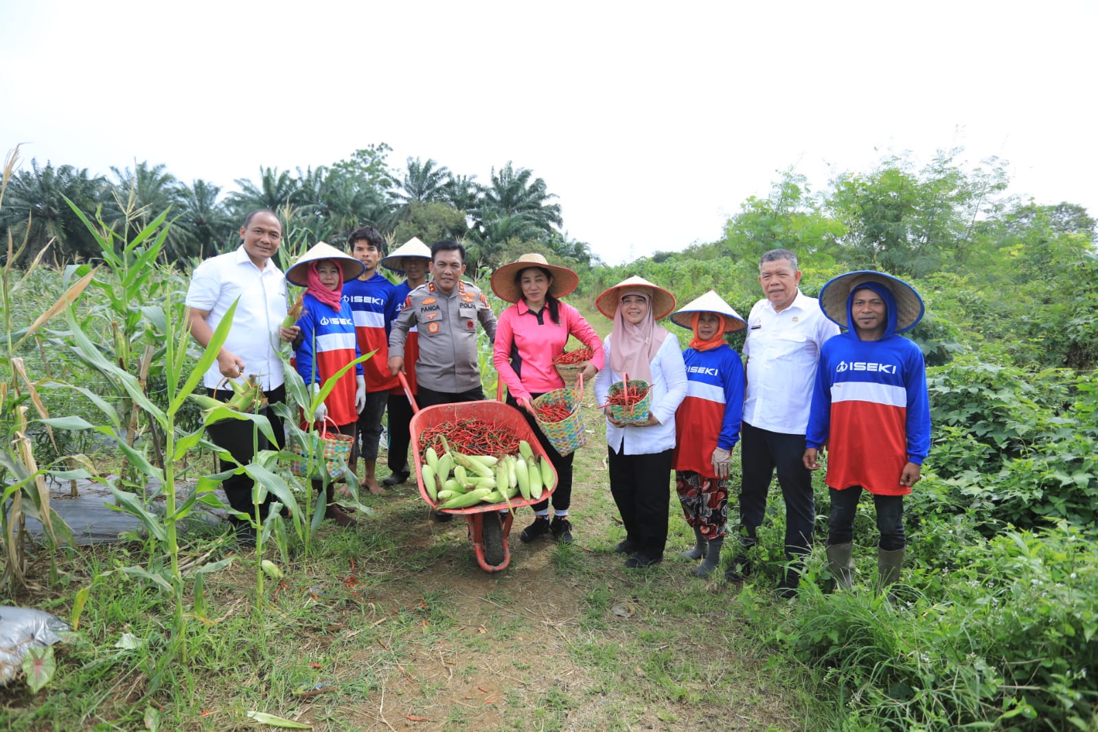 Polda Sumut Panen Perdana Jagung dan Cabai Merah
