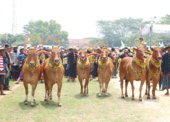 Lomba Karapan Sapi Piala Kasad Tahun 2023