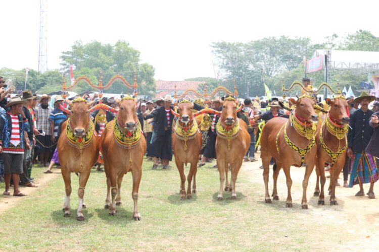 Lomba Karapan Sapi Piala Kasad Tahun 2023