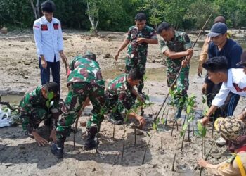 Lestarikan Alam , Kodim 0421/LS Tanam Mangrove
