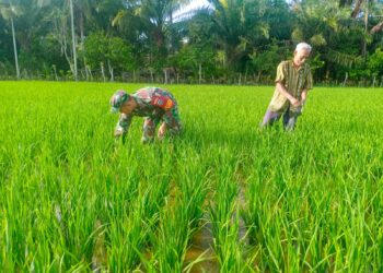 Serka Abdul Hakim  Bantu Petani Merawat Tanaman Padi