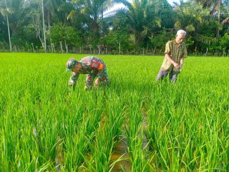 Serka Abdul Hakim  Bantu Petani Merawat Tanaman Padi