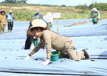 Menteri Pertanian Menanam Kentang di Kawasan Pertanian Terpadu Kabupaten Samosir