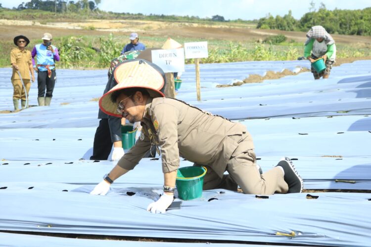 Menteri Pertanian Menanam Kentang di Kawasan Pertanian Terpadu Kabupaten Samosir
