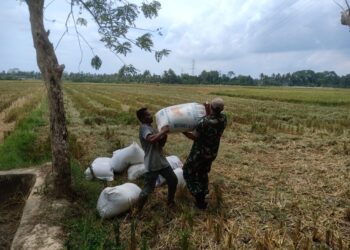 Pasca Panen, Sertu Okto Bersama Petani Bawa Hasil Panen Ke Penggilingan Padi