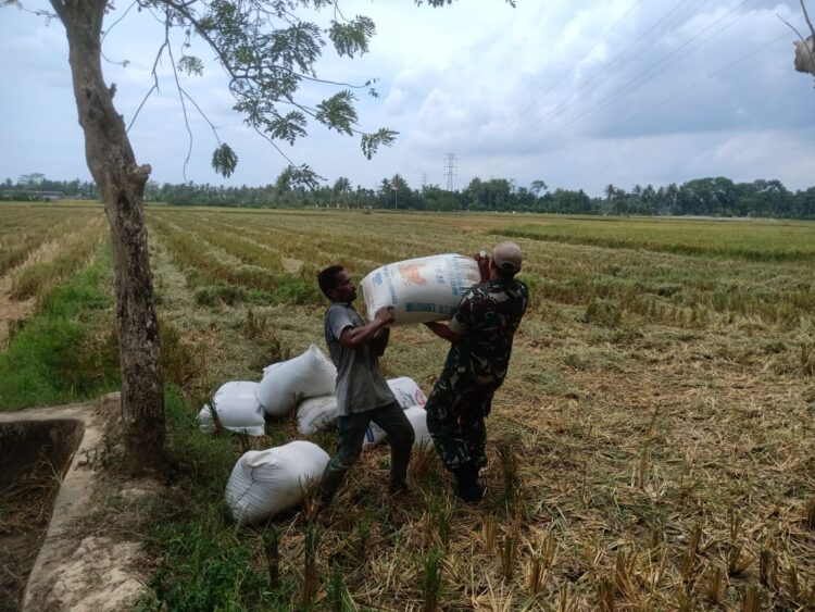 Pasca Panen, Sertu Okto Bersama Petani Bawa Hasil Panen Ke Penggilingan Padi