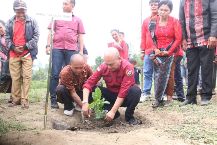 Bupati Taput Hadiri Penanaman Perdana Kopi Arabika Jenis Komasti di Desa Doloksaribu Taput