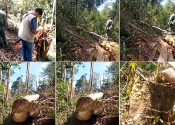 Pembalakan Liar Di Hutan Lindung Register II Sibatu Loting Kawasan Geopark Toba Kembali Marak, Warga Girsang Dampingi Polhut Berpatroli