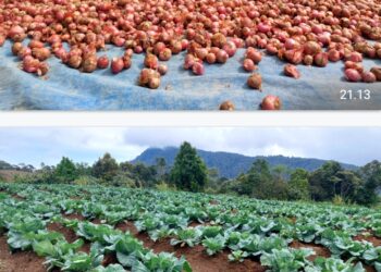 Usaha Perladangan LDN Kembangkan “Food Estate” di Dusun Sitahoan Kecamatan Girsang Sipangan Bolon Simalungun