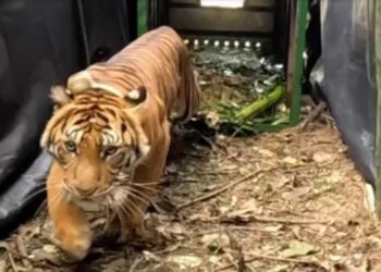 Menteri KLHK Lepas 2 Ekor Harimau Sumatera  “Ambar Goldsmith” Dan “Beru Situntung”. di Kawasan Taman Nasional Gunung Leuser