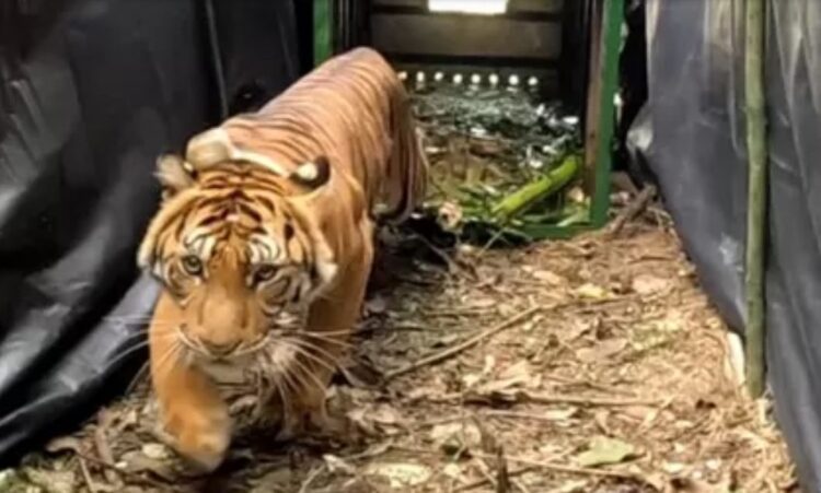 Menteri KLHK Lepas 2 Ekor Harimau Sumatera  “Ambar Goldsmith” Dan “Beru Situntung”. di Kawasan Taman Nasional Gunung Leuser