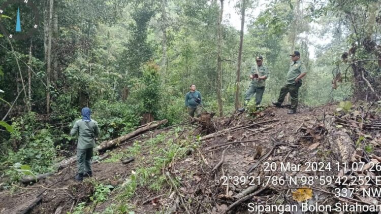 Warga Resah Pelaku Pembalakan Liar Hutan Lindung Regiter II Sibatu Loting Simalungun Tak Kunjung Ditangkap