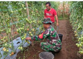 Babinsa Kodim 0206/Dairi Bantu Warga Panen Tomat dan Dukung Ketahanan Pangan Nasional