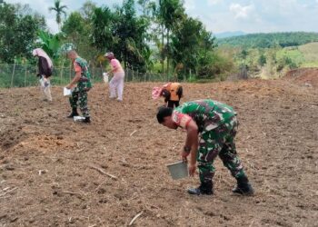 Babinsa Koramil 04/Tigalingga Bersama Warga Desa Tambahan Gotong Royong Tanam Jagung