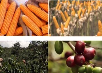 Jagung Hibrida dan Kopi Menjadi Komoditas Pertanian Unggulan Paling Banyak Diusahakan di Dairi