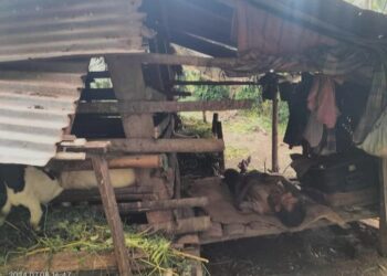 Miris, Arsad Nasution Warga Kerasaan I, Simalungun Tinggal Satu Atap dengan Kandang Kambing