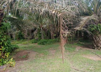Tanaman Kelapa Sawit di Afd VII Kebun Dolok Ilir Terbengkalai, Diduga Akibat Kurang Perhatian dan Maraknya Ternak Berkeliaran