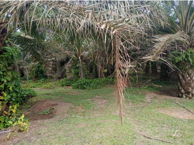 Tanaman Kelapa Sawit di Afd VII Kebun Dolok Ilir Terbengkalai, Diduga Akibat Kurang Perhatian dan Maraknya Ternak Berkeliaran