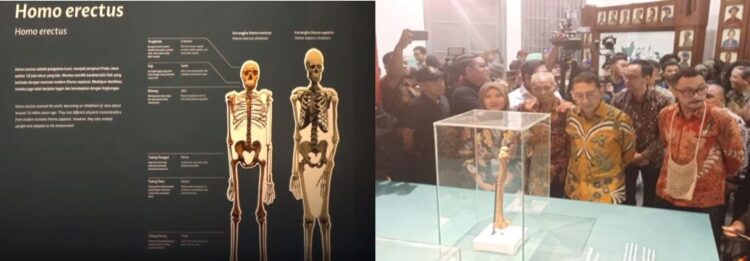 Menteri Kebudayaan RI Fadli Zon Tegaskan Posisi Indonesia Sebagai Peradaban Tertua di Dunia pada Pameran Peringatan 130 Tahun Penemuan Pithecanthropus Erectus