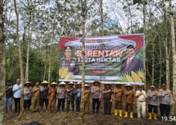 Polres Pakpak Bharat Ikuti Penanaman Jagung Serentak Satu Juta Hektare Se-Indonesia untuk Dukung Swasembada Pangan 2025