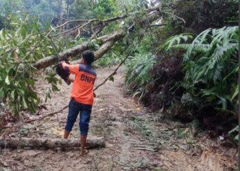 BPBD Pakpak Bharat Normalisasi Jalan Salak-Pagindar Pasca Pohon Tumbang, Bupati Ingatkan Waspada Bencana
