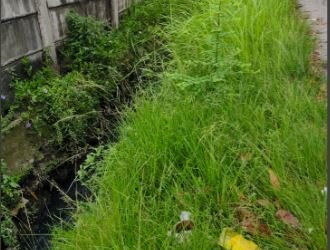 Soroti Rumput Menyemak, Duma Sari Hutagalung Tekankan Lurah dan Kepling di Helvetia Timur Jaga Kebersihan Wilayah