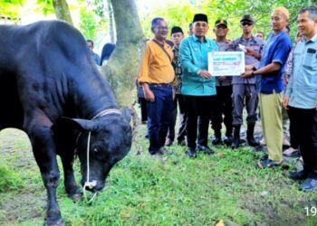 Bupati Simalungun Serahkan Hewan Qurban Presiden RI ke Masjid Al-Huda Bandar Selamat