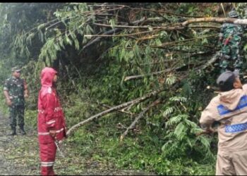Polres Tanah Karo Siaga Tanggap Bencana, Personel Simpang Empat dan Koramil 04 Evakuasi Pohon Tumbang di Jalan Lau Kawar