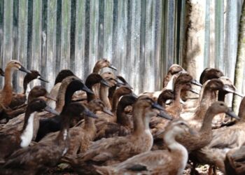 BUMDes Salak II Luncurkan Program Ketahanan Pangan, Kembangkan Peternakan Ayam Petelur di Napa Sengkut