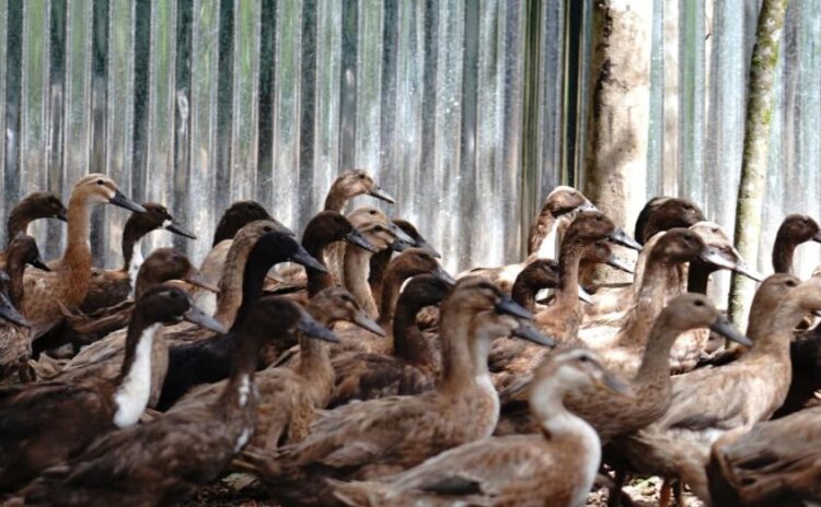 BUMDes Salak II Luncurkan Program Ketahanan Pangan, Kembangkan Peternakan Ayam Petelur di Napa Sengkut