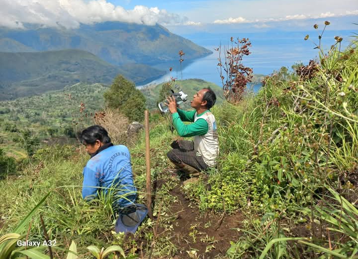 Musim Hujan Tiba, Aktivis Lingkungan Samosir Wilmar Simanjorang Kembali Rawat Lahan Konservasi Macadamia Nuts di Pusuk Buhit
