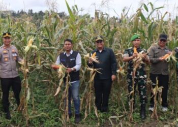 Sokong Ketahanan Pangan Nasional, Sekda Pakpak Bharat Hadiri Panen Raya Jagung Bersama Polres di Desa Salak I