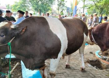 Prabowo Subianto Sumbang Dua Sapi Kurban ke Binjai, Satu Ekor Jenis ‘Belgian Blue’ Berbobot 1 Ton Hasil Peternak Lokal