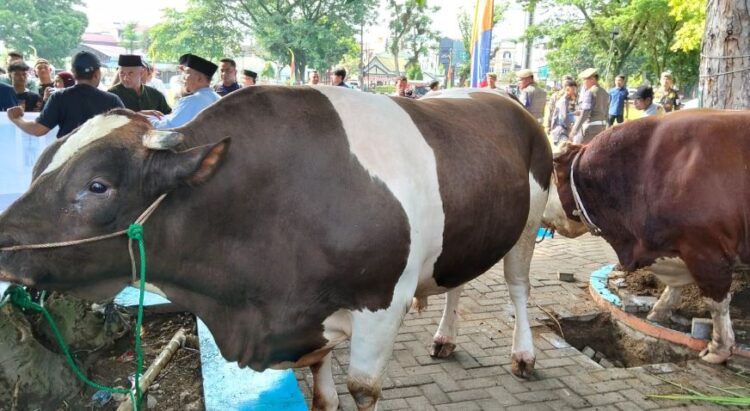 Prabowo Subianto Sumbang Dua Sapi Kurban ke Binjai, Satu Ekor Jenis ‘Belgian Blue’ Berbobot 1 Ton Hasil Peternak Lokal