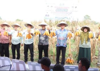 Panen Jagung di Tunggurono Perkuat Ketahanan Pangan dan Ekonomi Petani Binjai