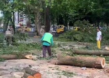 Pekerja Penebang Pohon di Lapangan Merdeka Binjai Jatuh dari Ketinggian 15 Meter, Diduga Alami Patah Tulang