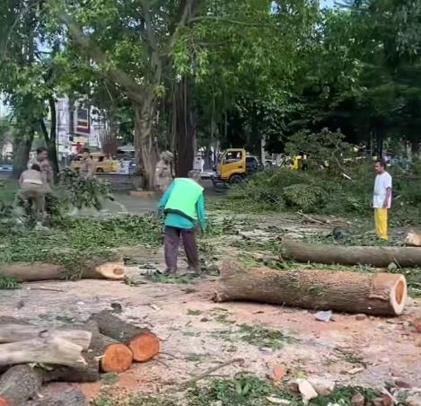 Pekerja Penebang Pohon di Lapangan Merdeka Binjai Jatuh dari Ketinggian 15 Meter, Diduga Alami Patah Tulang