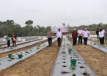 Dukung Pengendalian Inflasi, Kapolres Humbahas Ikuti Gerakan Tanam Cabai Serentak